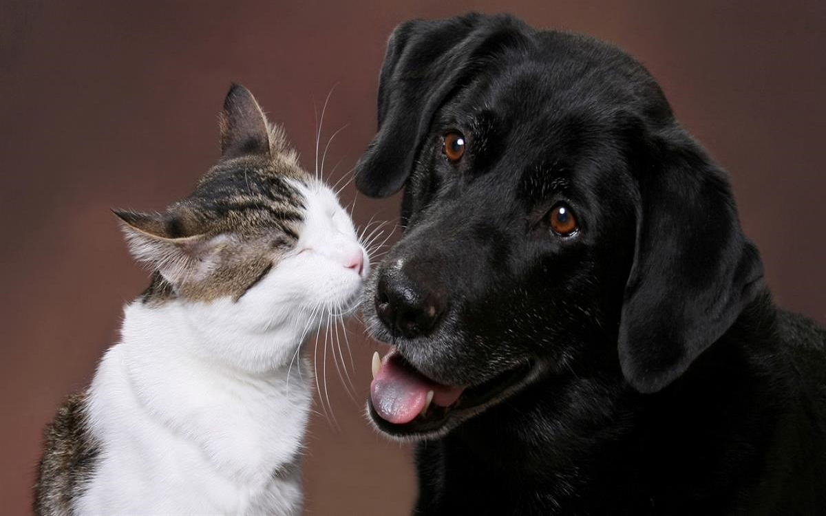 A cat and dog being happy