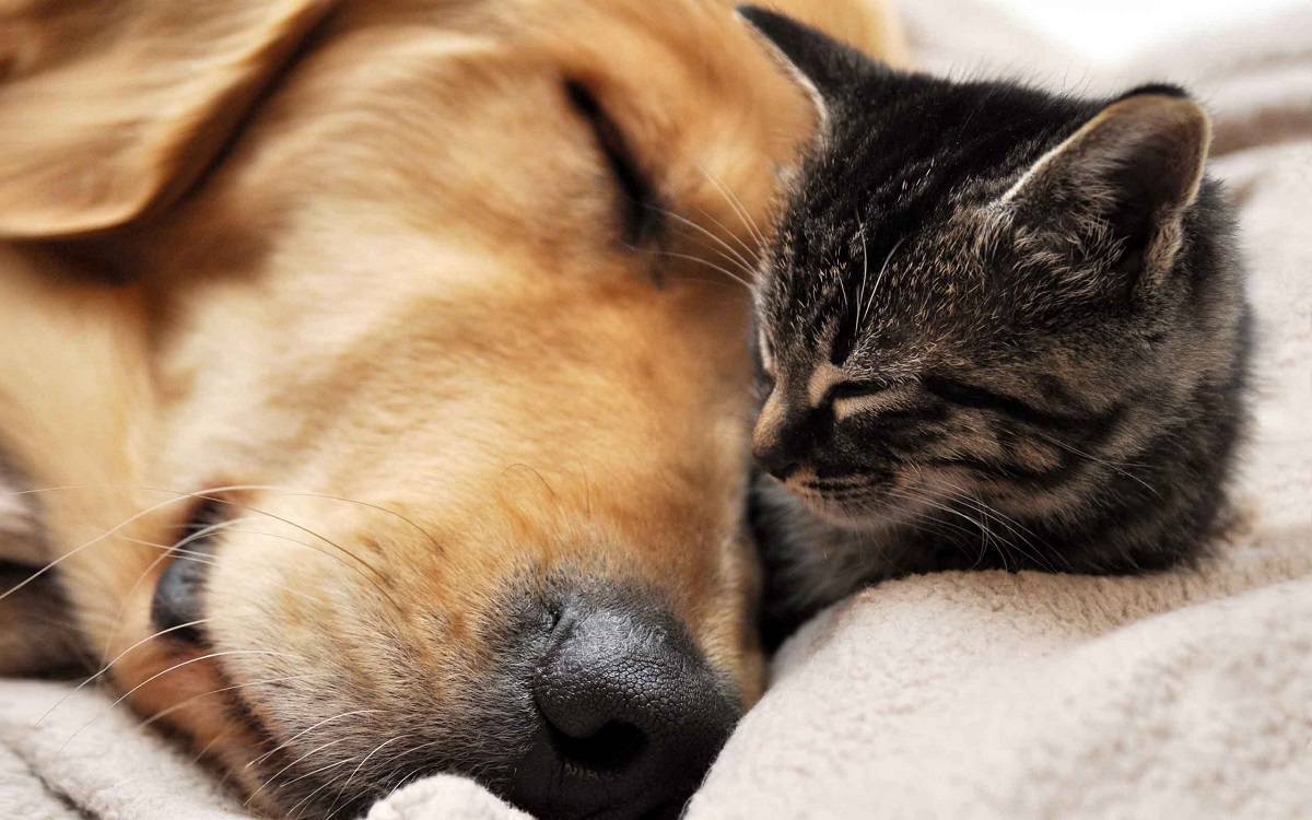 A cat and dog laying sleeping
